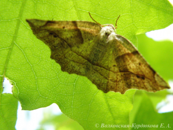  Endropiodes indictinaria  Пяденицанеотчетливая